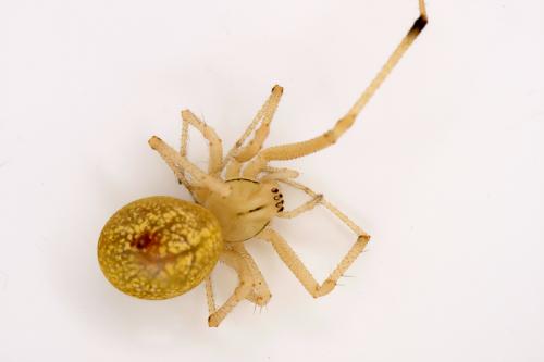 Enoplognatha afrodite