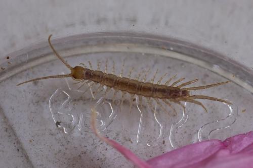 Lithobius sp.