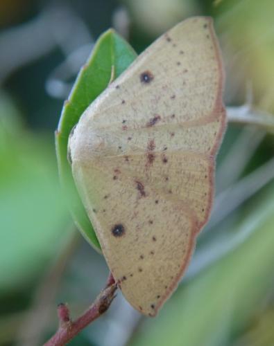 Cyclophora puppillaria