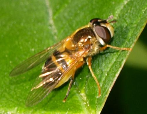 Epistrophe eligans