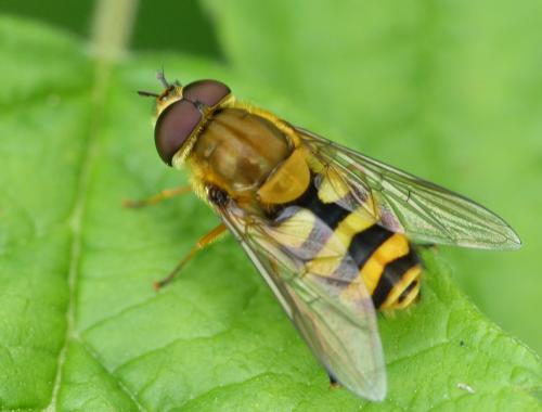 Réf. 103 672 : Syrphus ribesii