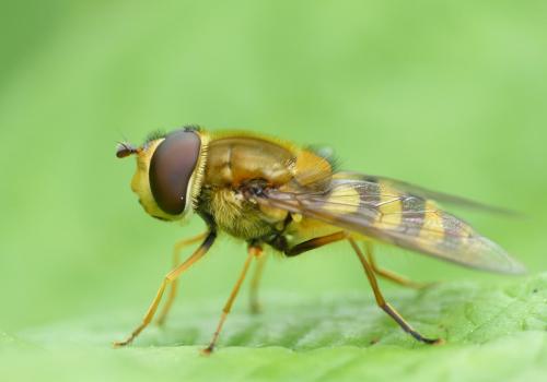 Réf. 103 673 : Syrphus ribesii