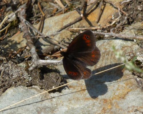 Erebia meolans