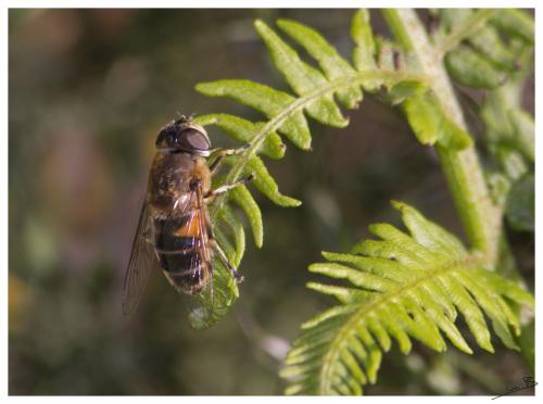 Réf. 103 275 : Eristalis similis