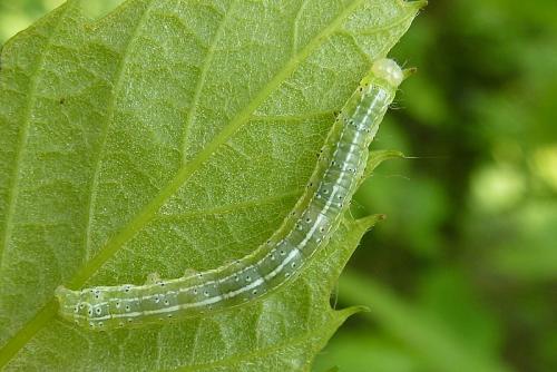 Cosmia trapezina