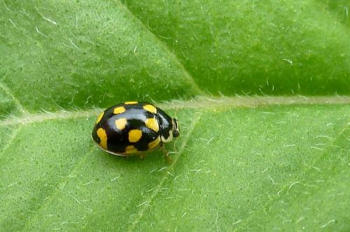 Réf. 103 161 : Propylea quatuordecimpunctata