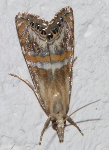 Réf. 103 537 : Euchromius anapiellus