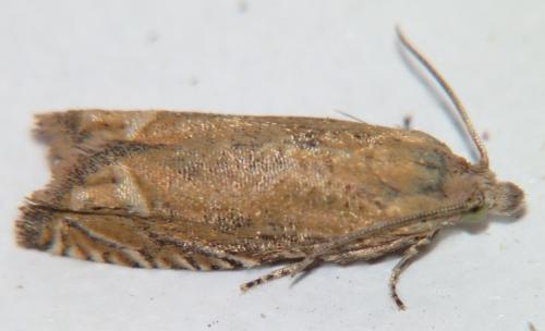 Eucosma incinerana