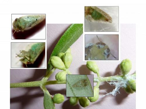 Euphyllura olivina