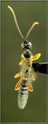 Endromopoda arundinator
