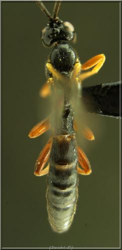 Endromopoda arundinator