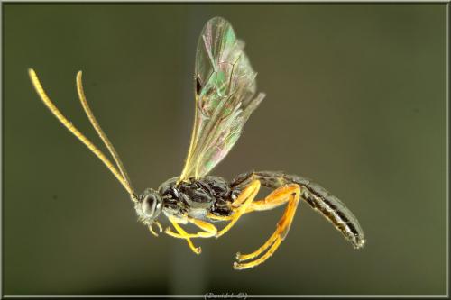 Endromopoda arundinator