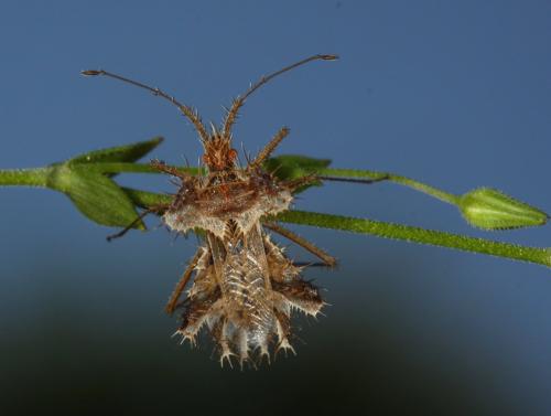 Réf. 103 128 : Phyllomorpha laciniata