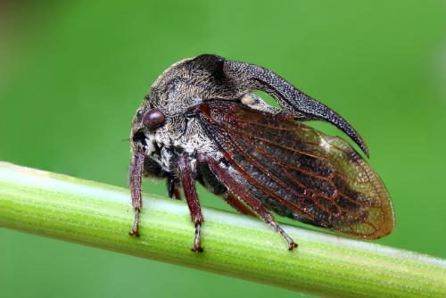 Réf. 103 730 : Centrotus cornutus