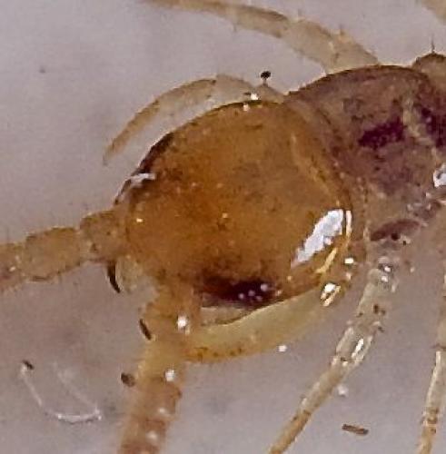 Lithobius sp.