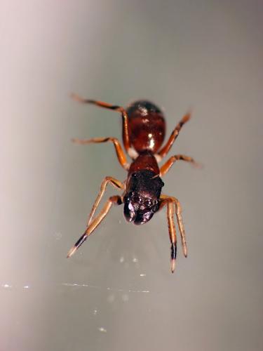 Réf. 103 069 : Myrmarachne formicaria