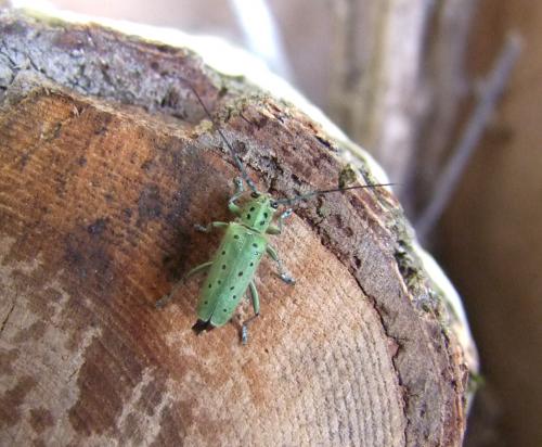 Réf. 103 094 : Saperda punctata