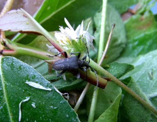Evodinus clathratus