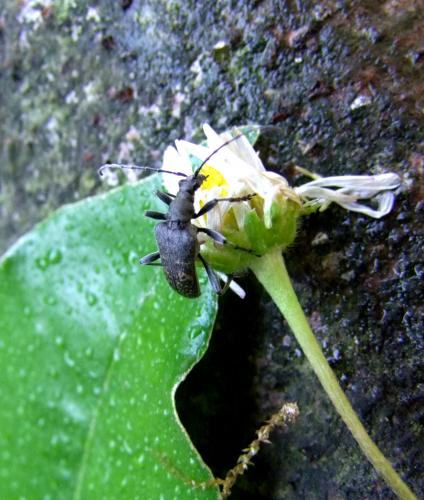 Evodinus clathratus