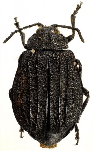 Galeruca sardoa