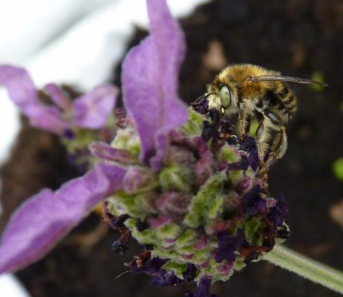 Anthophora quadrimaculata