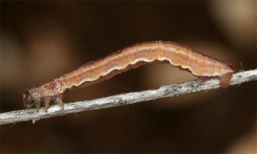 Aplocera sp.
