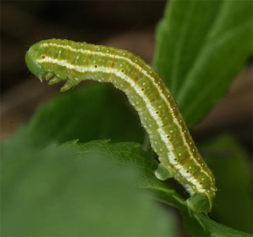 Epirrita sp.