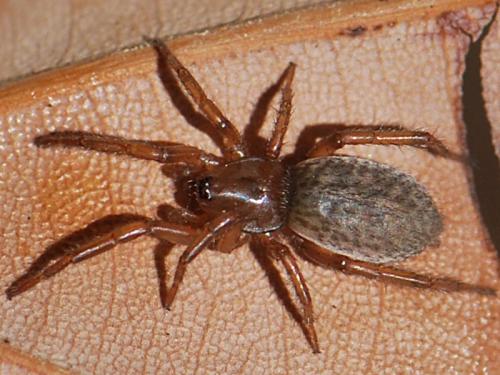 Réf. 103 436 : Gnaphosa alacris