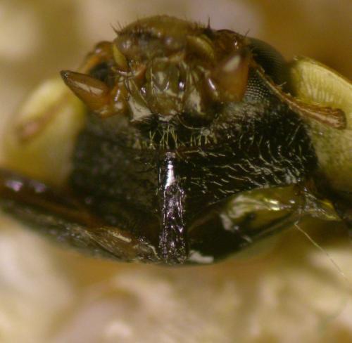 Harmonia axyridis