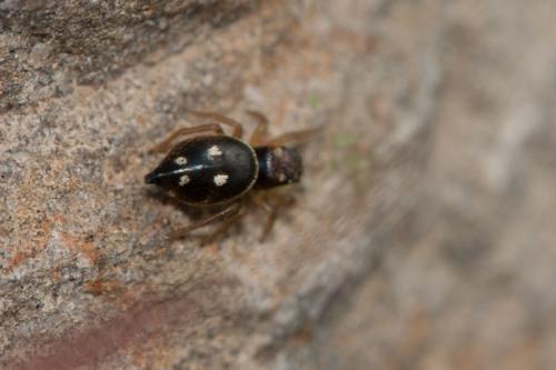 Heliophanus sp.