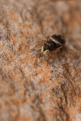 Heliophanus sp.
