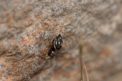 Heliophanus sp.