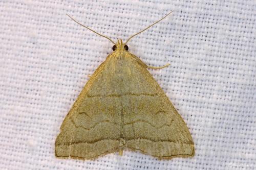 Herminia tarsicrinalis