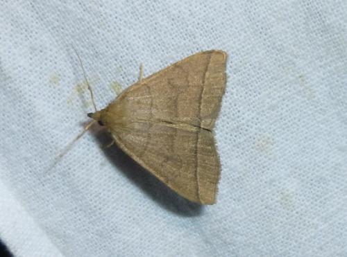 Réf. 103 572 : Herminia tarsipennalis