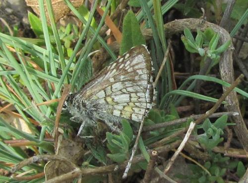 Réf. 103 373 : Pyrgus sidae