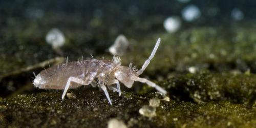 Réf. 103 520 : Heteromurus nitidus