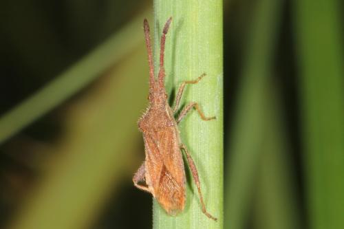 Coriomeris affinis