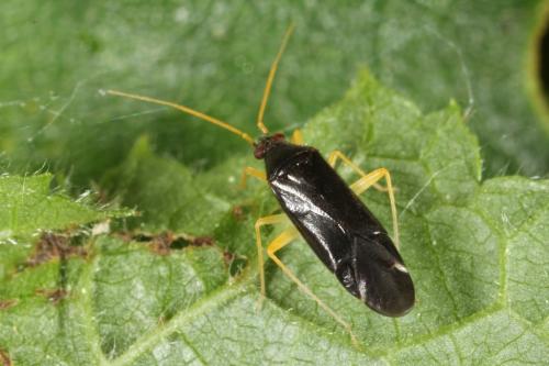 Phylus coryli