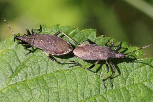 Dicranocephalus medius