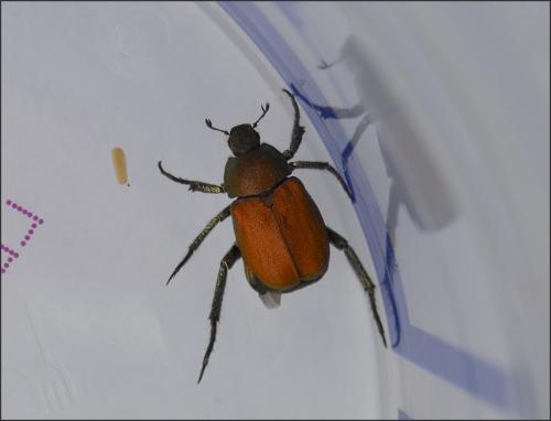Réf. 103 368 : Hoplia argentea