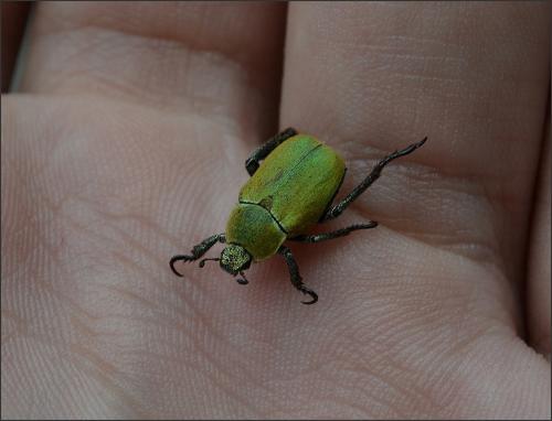 Hoplia argentea