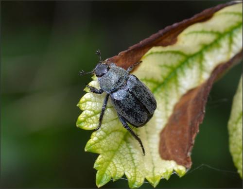 Hoplia philanthus