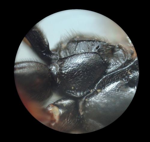 Tryphon sp.