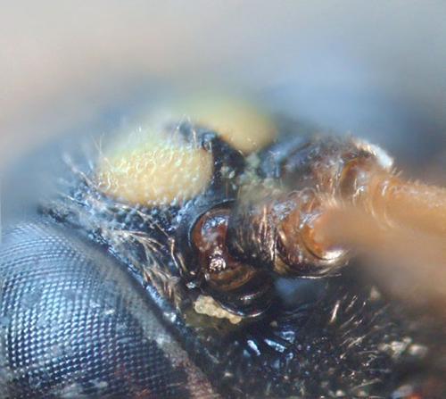 Tryphon sp.