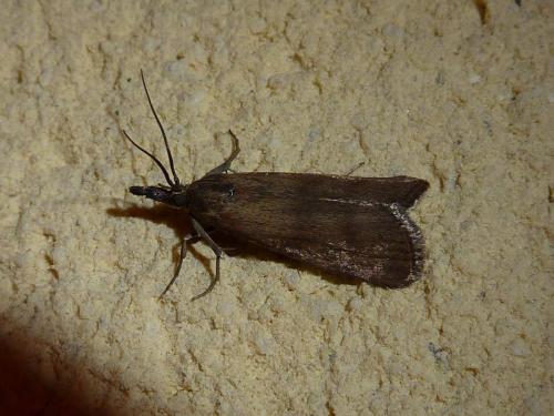 Réf. 103 130 : Hypochalcia ahenella