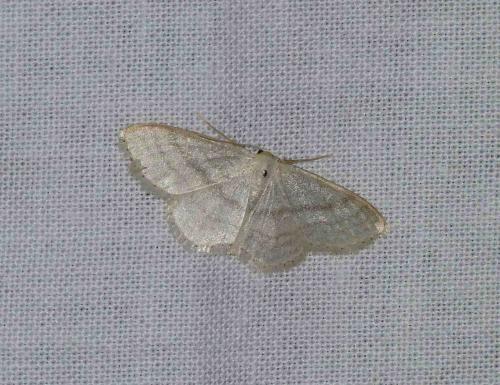 Réf. 103 461 : Idaea subsericeata