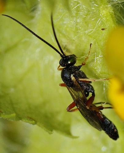 Réf. 103 467 : Campopleginae inconnu