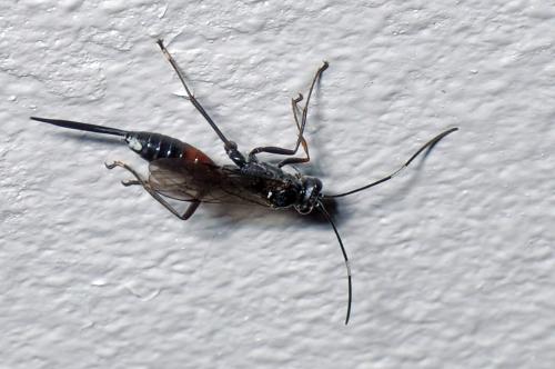 Cryptinae