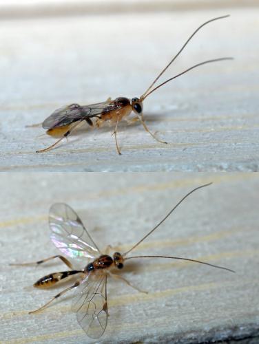 Mesochorus sp.