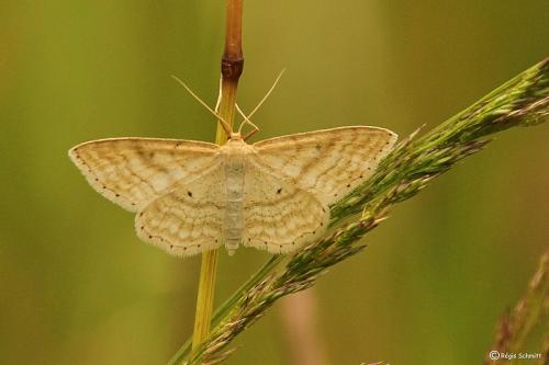 Réf. 103 283 : Idaea macilentaria